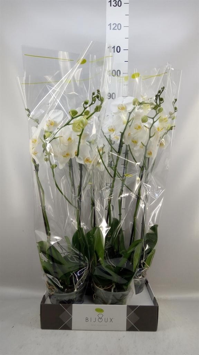 <h4>Phalaenopsis   ...white</h4>