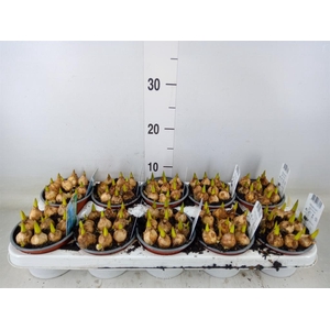 Muscari  'Magic Blue'