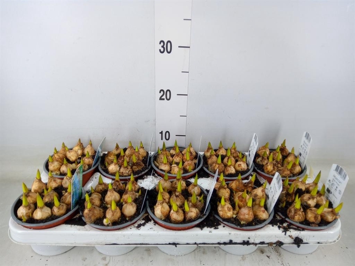 <h4>Muscari 'Magic Blue'</h4>