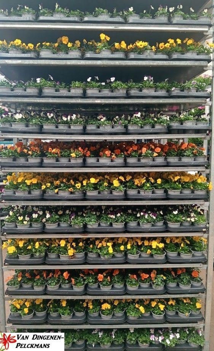 <h4>VIO CO MIXK</h4>