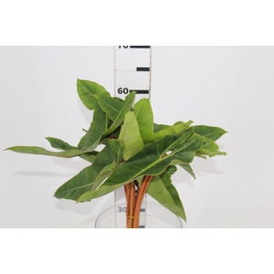 FOLHAGEM PHILODENDRON BILLIETIAE 040 CM
