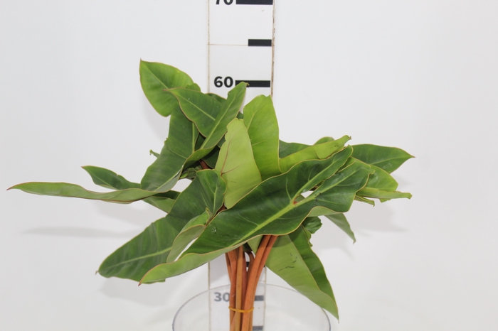 <h4>FOLHAGEM PHILODENDRON BILLIETIAE 040 CM</h4>
