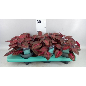 Iresine herbstii 'Rich Redstar'