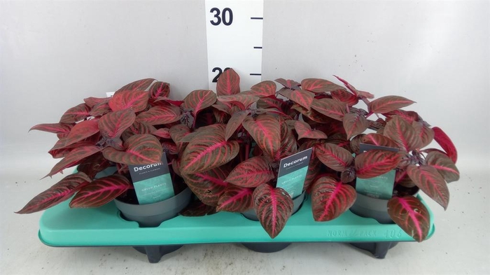 <h4>Iresine herbstii 'Rich Redstar'</h4>