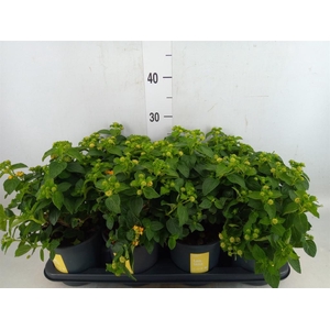 Lantana camara 'Simon Orange'