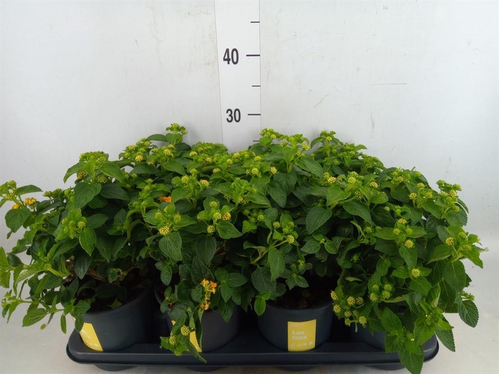 <h4>Lantana camara 'Simon Orange'</h4>