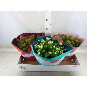 Kalanchoe blos.   ..rosebud mix/pot