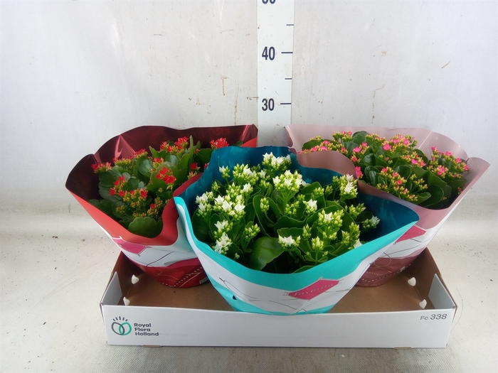 <h4>Kalanchoe blos.   ..rosebud mix/pot</h4>