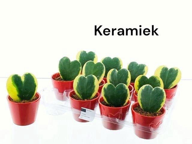 <h4>ARR KAMERPL GROEN</h4>