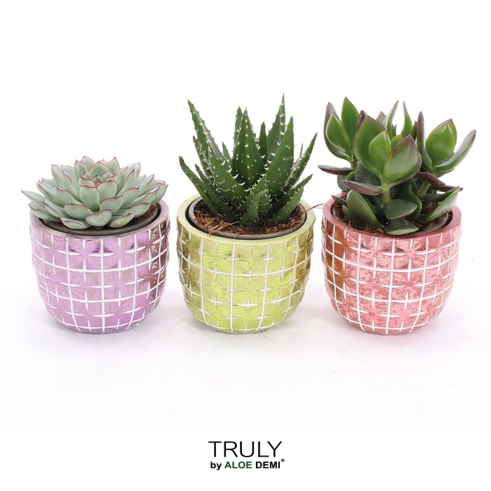<h4>TRULY Succulent, Disco Mosaic M</h4>