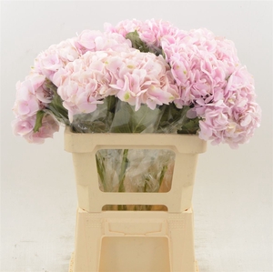 Hydrangea Force | Roze