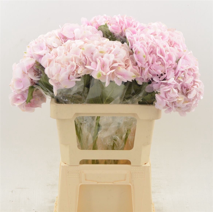 Hydrangea Force | Roze