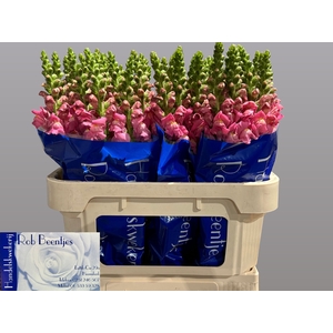 ANTIR AVIGNON ROSE