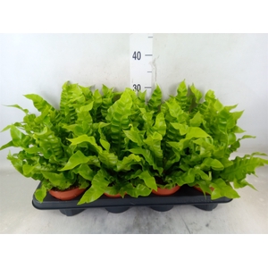 Asplenium nidus 'Crispy Wave'
