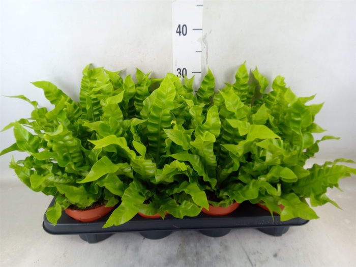 <h4>Asplenium nidus 'Crispy Wave'</h4>
