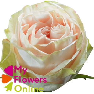 R Gr Garden Spirit Cream Pink 50cm EC