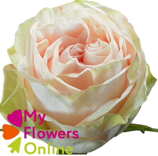 <h4>R Gr Garden Spirit Cream Pink 50cm EC</h4>