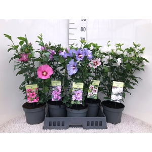 HIBISCUS SYRIACUS