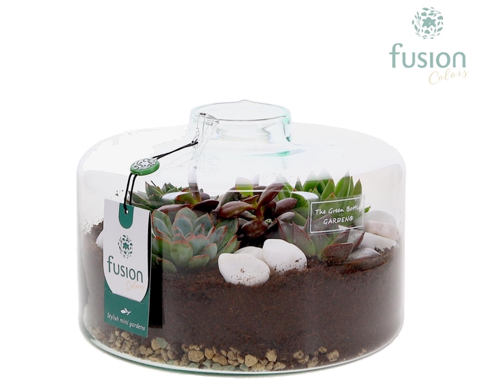 <h4>Green Bottle Kyra Large met Succulenten</h4>