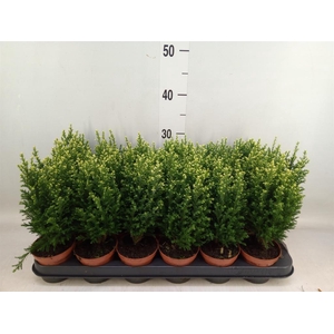 Chamaecyparis laws. 'Snow White'