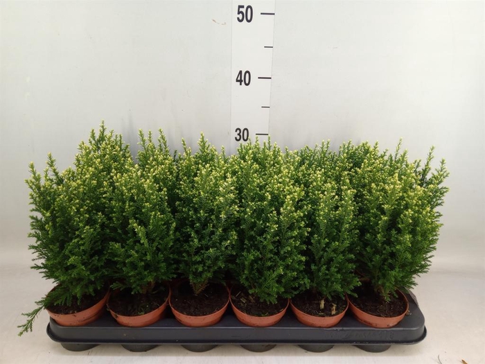 <h4>Chamaecyparis laws. 'Snow White'</h4>