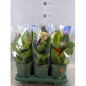 Anthurium  'Joli Pulse'