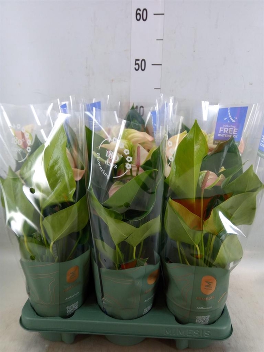 <h4>Anthurium  'Joli Pulse'</h4>