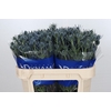 Eryngium Blue Dynamite