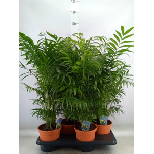 Chamaedorea elegans