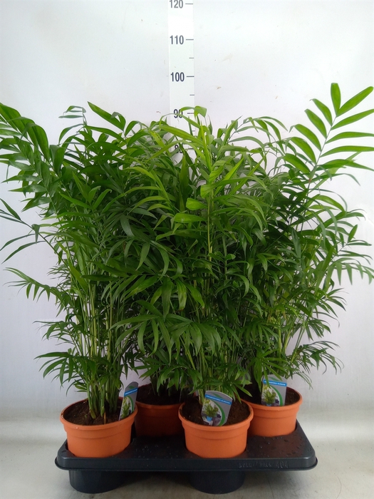 <h4>Chamaedorea elegans</h4>