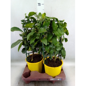 Citrus meyeri 'Meyer'