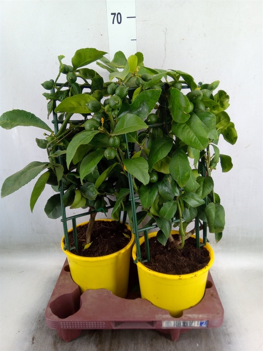 <h4>Citrus meyeri 'Meyer'</h4>