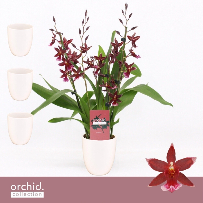 <h4>Barrocco Red, 3/4-spike in Lotte White 'Orchid Collection'</h4>