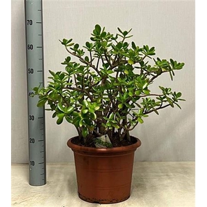 Crass Ovata