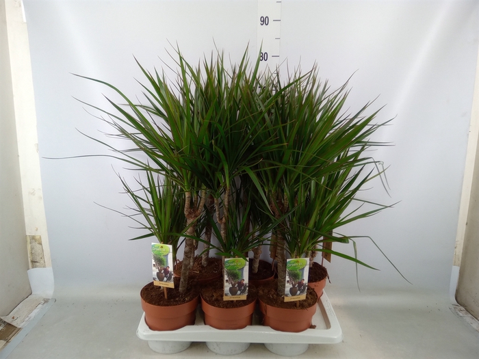 <h4>Dracaena marg.</h4>