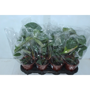 PHILODENDRON NANGARITENSE P15