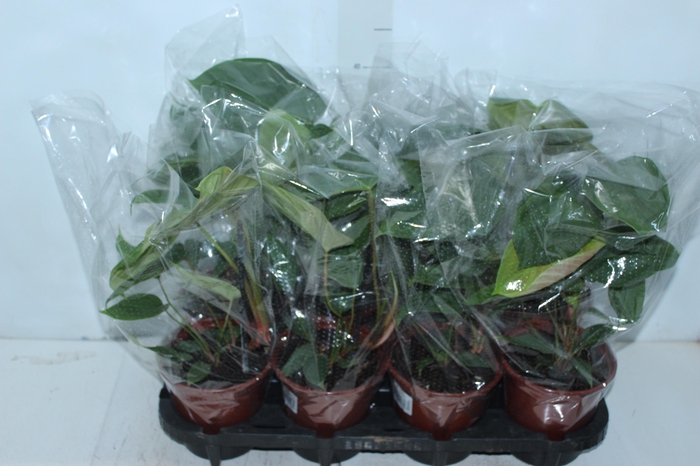 <h4>PHILODENDRON NANGARITENSE P15</h4>
