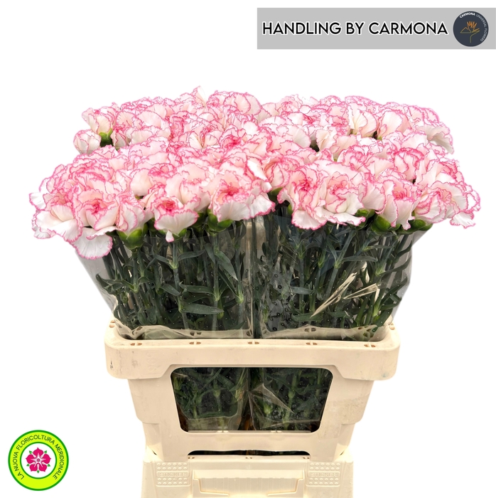 <h4>DI ST POIROT BIANCO</h4>