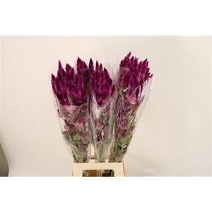 Cel A Celway Purple