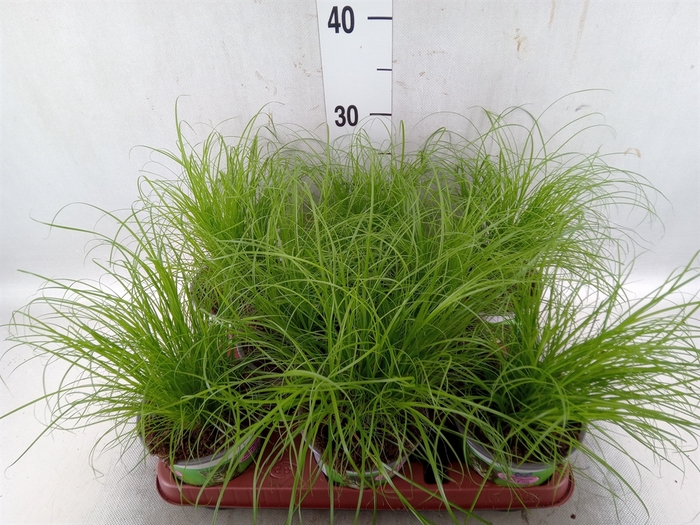 <h4>Cyperus alternifolius 'Zumula'</h4>