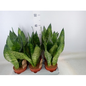 Sansevieria zeylanica