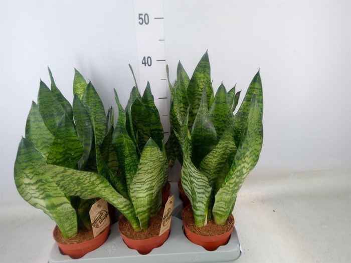 <h4>Sansevieria zeylanica</h4>