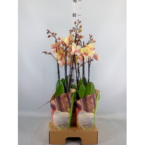 Phalaenopsis   ...yellow