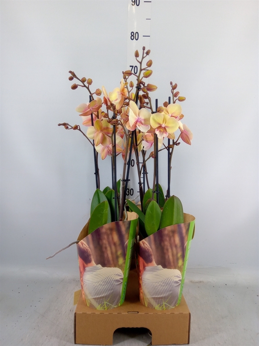 <h4>Phalaenopsis   ...yellow</h4>