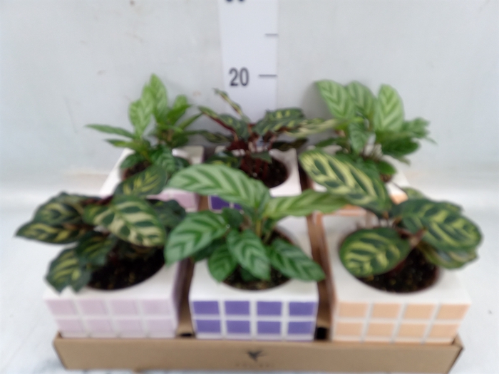 <h4>Calathea   ...mix</h4>