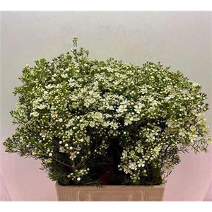 Chame Un Jupite Moon