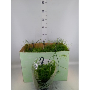 Rhipsalis baccifera 'Oasis'