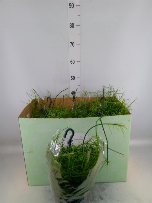 <h4>Rhipsalis baccifera 'Oasis'</h4>