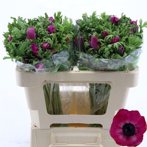 Anemone Galil Purper