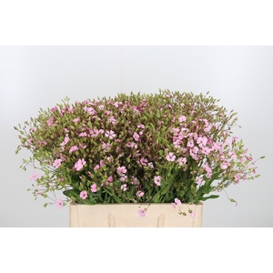 Saponaria Overig